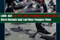 Puluhan paus pilot terdampar di pesisir Pantai Mbadokai dan Pantai Sanama, Kabupaten Rote Ndao,(Sumber Foto: WALHI NTT)