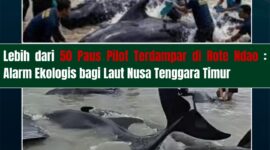 Puluhan paus pilot terdampar di pesisir Pantai Mbadokai dan Pantai Sanama, Kabupaten Rote Ndao,(Sumber Foto: WALHI NTT)