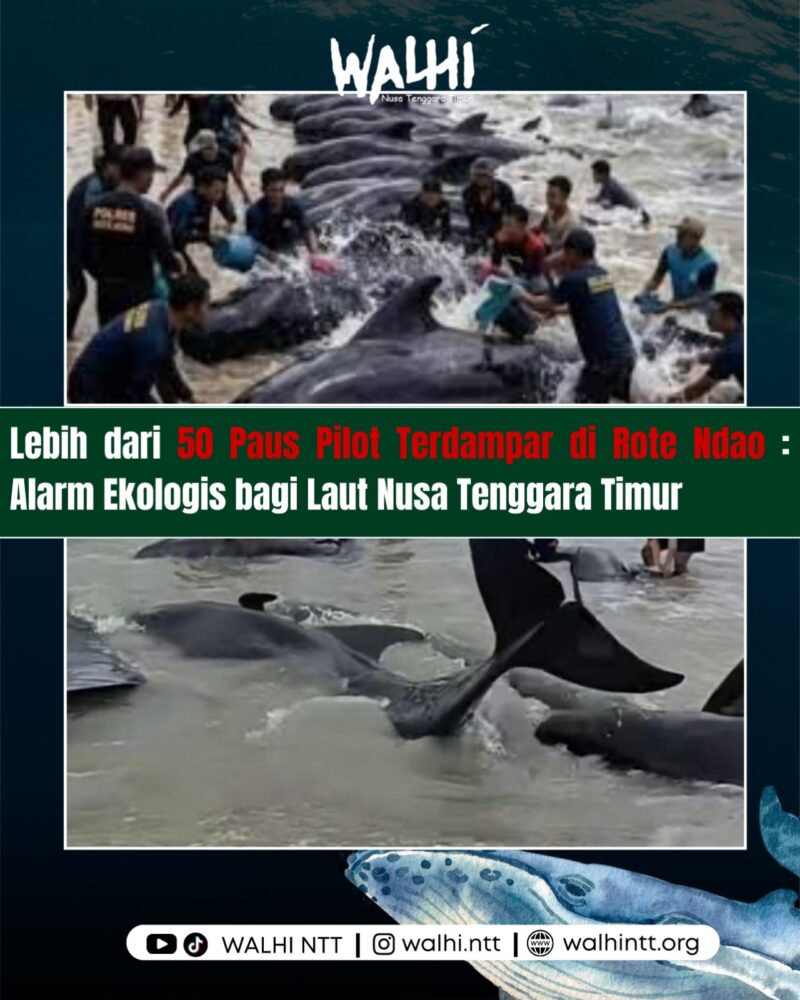 Puluhan paus pilot terdampar di pesisir Pantai Mbadokai dan Pantai Sanama, Kabupaten Rote Ndao,(Sumber Foto: WALHI NTT)